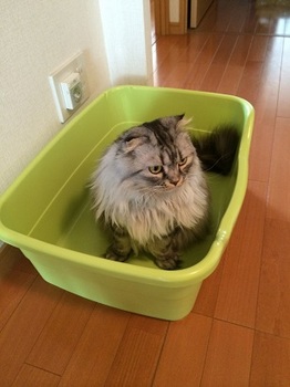 猫トイレ1.jpg